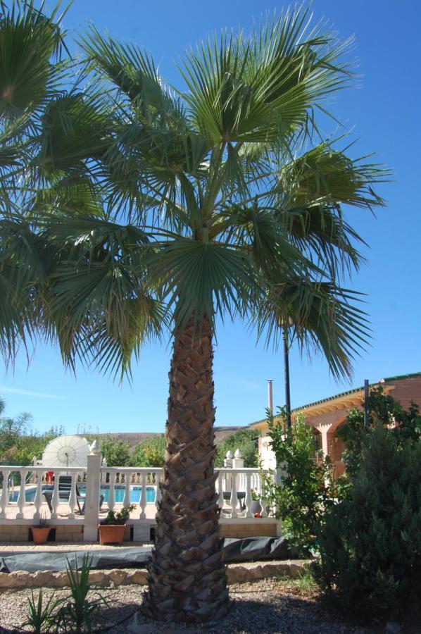 Casa Rural Consuelo Jumilla Dış mekan fotoğraf